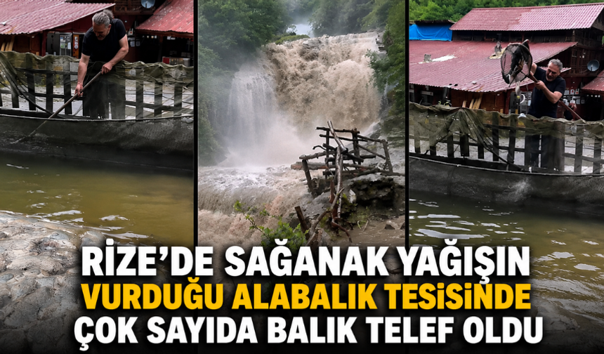 Rize'de Sağanak Yağışın Vurduğu Alabalık Tesisinde Çok Sayıda Balık Telef Oldu