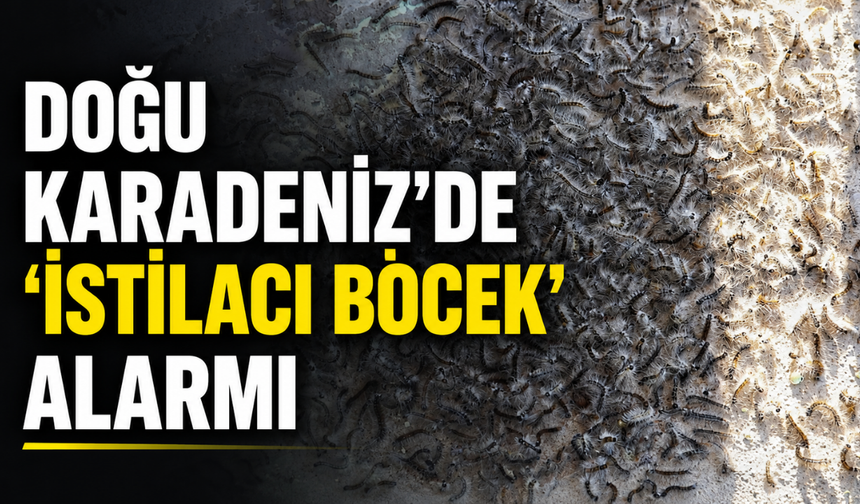 Doğu Karadeniz'de 'İstilacı Böcek' Alarmı