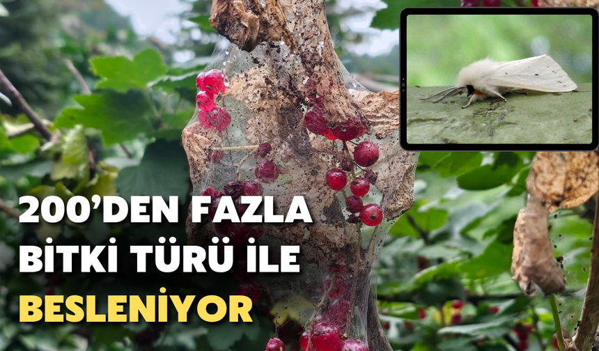 Amerikan Beyaz Kelebeği: 200’den Fazla Bitki Türü İle Beslenebiliyor