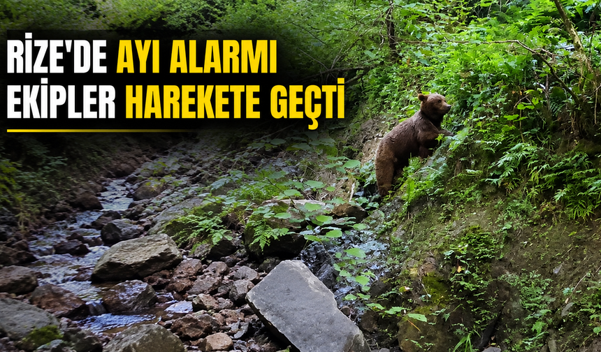 Çamlıhemşin'de Yaralı Ayı Alarmı! Ekipler Harekete Geçti