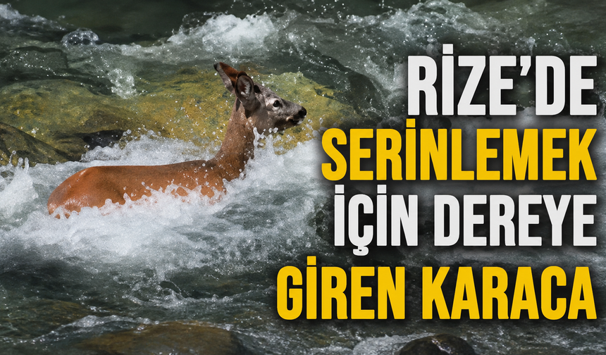 Rize'de Serinlemek İçin Fırtına Deresine Giren Karaca