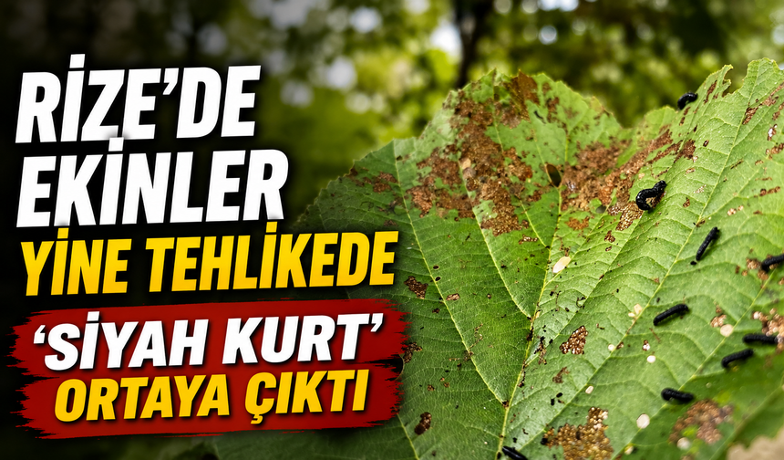 Rize'de Yine Ekinler Tehlikede 'Siyah Kurt' Ortaya Çıktı