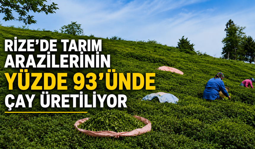 Rize’de Tarım Arazilerinin Yüzde 93’ünde Çay Üretiliyor