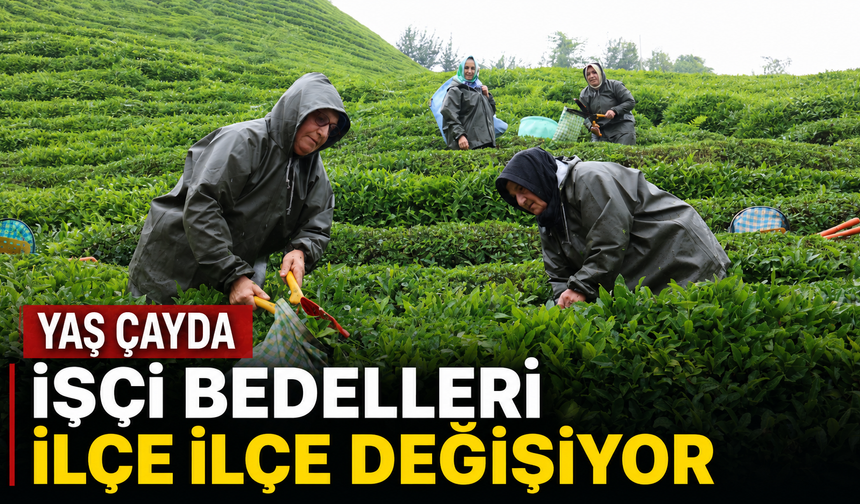 Yaş Çayda İşçi Bedelleri İlçe İlçe Değişiyor