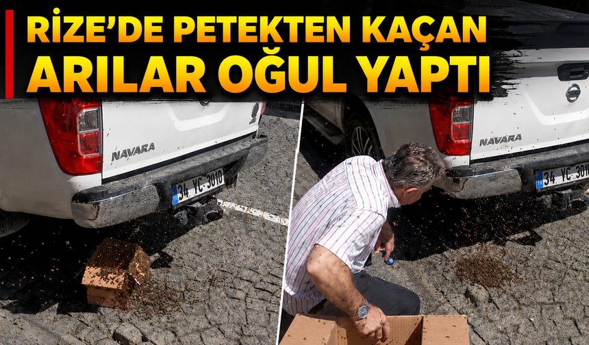 Rize'de Petekten Kaçan Arılar Otomobilin Altına Oğul Yaptı