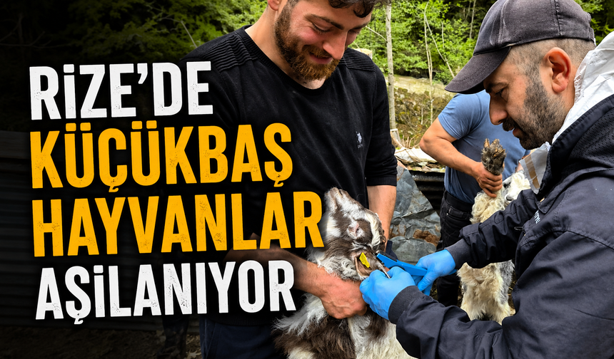 Rize'de Küçükbaş Hayvanlar Aşılanıyor