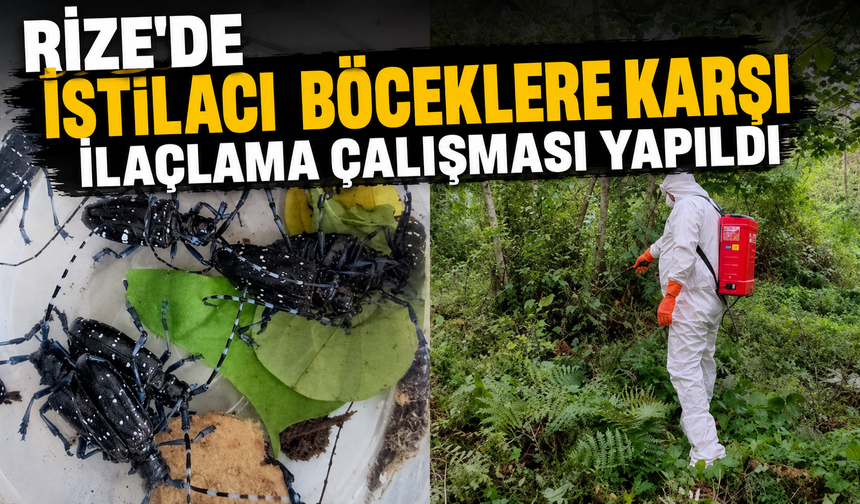 Rize’de İstilacı Böceğe Karşı İlaçlama Çalışması Yapıldı