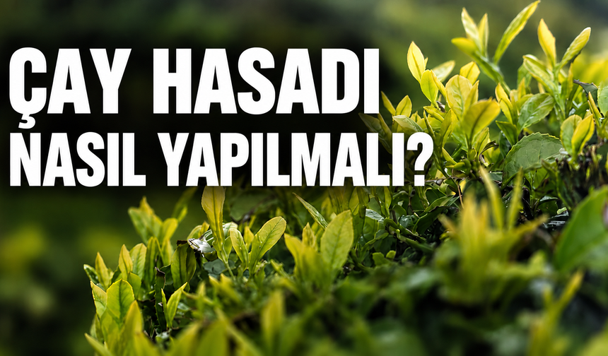 Rize’de Çay Hasadı Nasıl Yapılmalı?