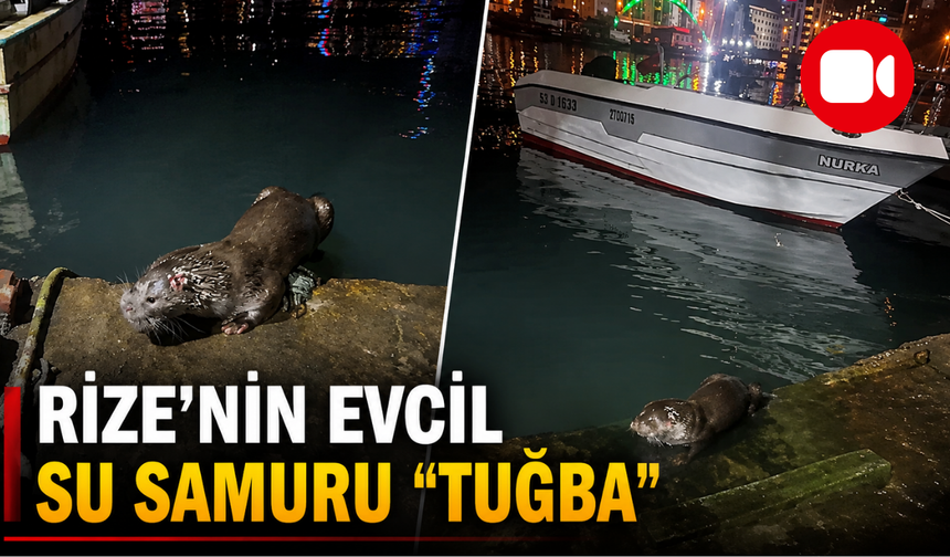 Rize'de Denizde Görüldü! Aile "Tuğba" İsmini Verdi