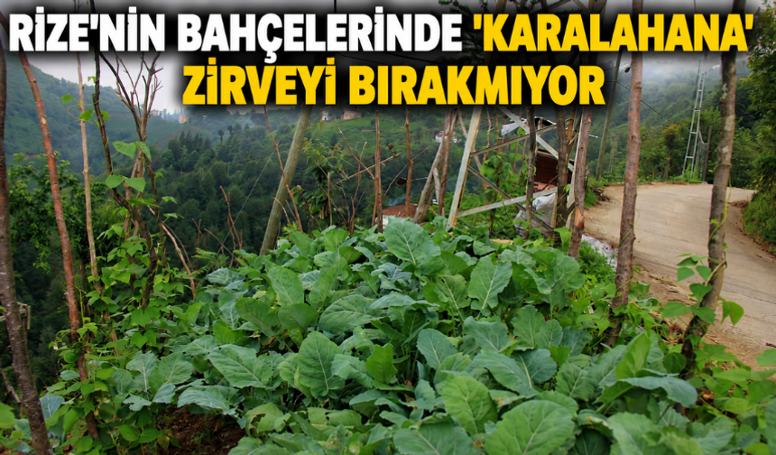 Rize'nin Bahçelerinde 'Karalahana' Zirveyi Bırakmıyor