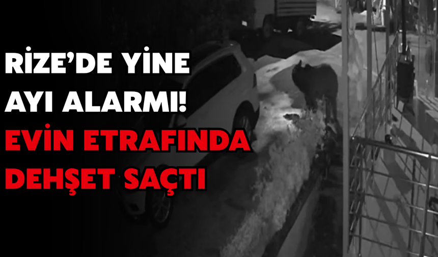 Rize'de Ayı Korkusu: Tavukları Telef Etti, Aile Tedirgin Oldu
