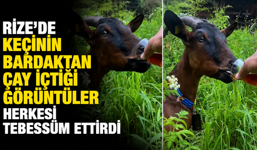 Rize'de Keçinin Bardaktan Çay İçtiği Görüntüler Herkesi Tebessüm Ettirdi