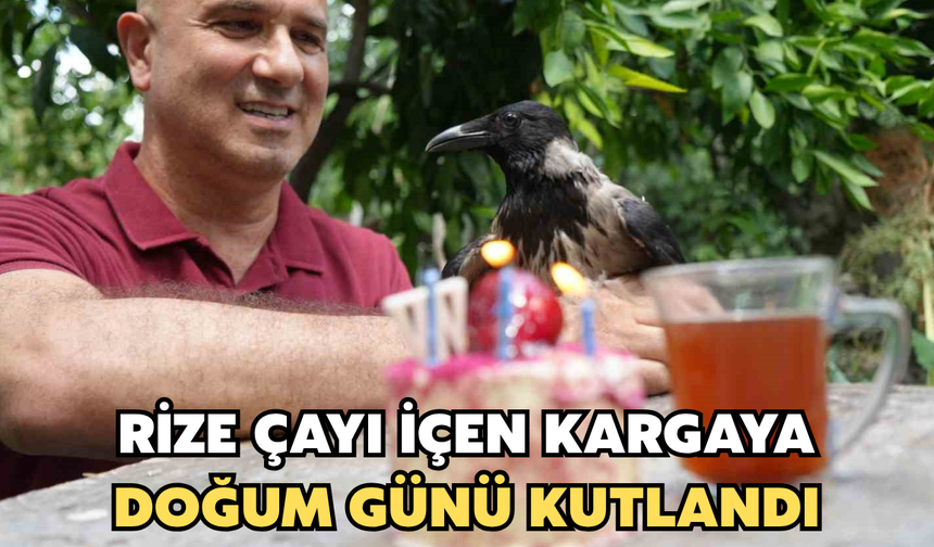 Rize Çayı İçen Kargaya Doğum Günü Kutlandı