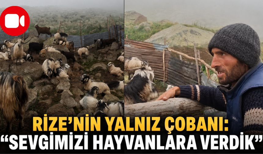 Rize'nin Yalnız Çobanı: "Sevgimizi Hayvanlara Verdik"