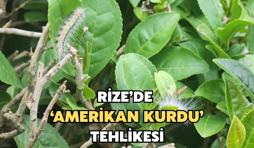 Rize'de 'Amerikan Kurdu' Tehdidi