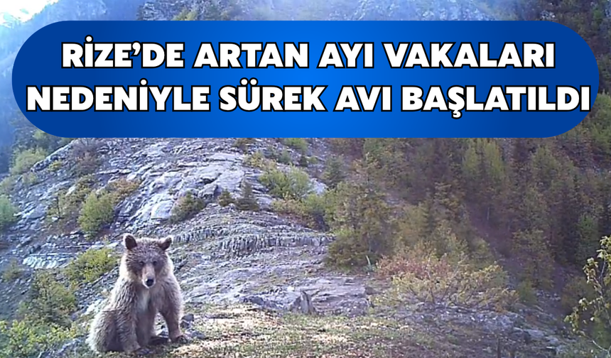 Rize'de Artan Ayı Vakaları Nedeniyle 2 Bölgede Sürek Avı Başlatıldı