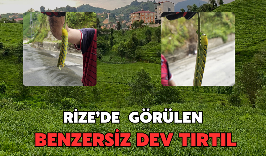 Rize’de Görülen Dev Tırtıl İncelemeye Alındı