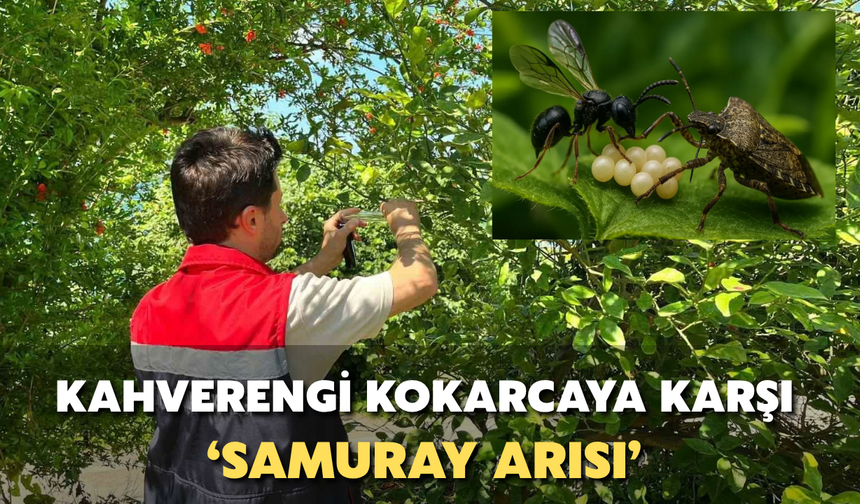 Rize'de Kahverengi Kokarcaya Karşı 'Samuray Arısı'