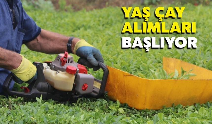Yaş Çay Alımı Yarın Başlıyor