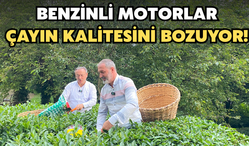 ÇAYKUR Genel Müdürü Yusuf Ziya Alim Bahçeye İndi: Benzinli Motorlar Çayın Kalitesini Bozuyor!