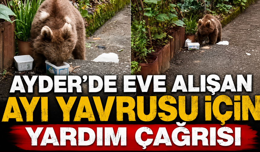 Ayder'de Eve Alışan Ayı Yavrusu İçin Yardım Çağrısı