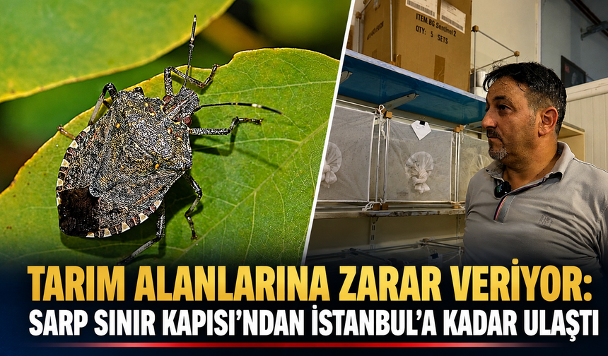 “Tarım Alanlarına Zarar Veriyor: Sarp Sınır Kapısı’ndan İstanbul’a Kadar Ulaştı”