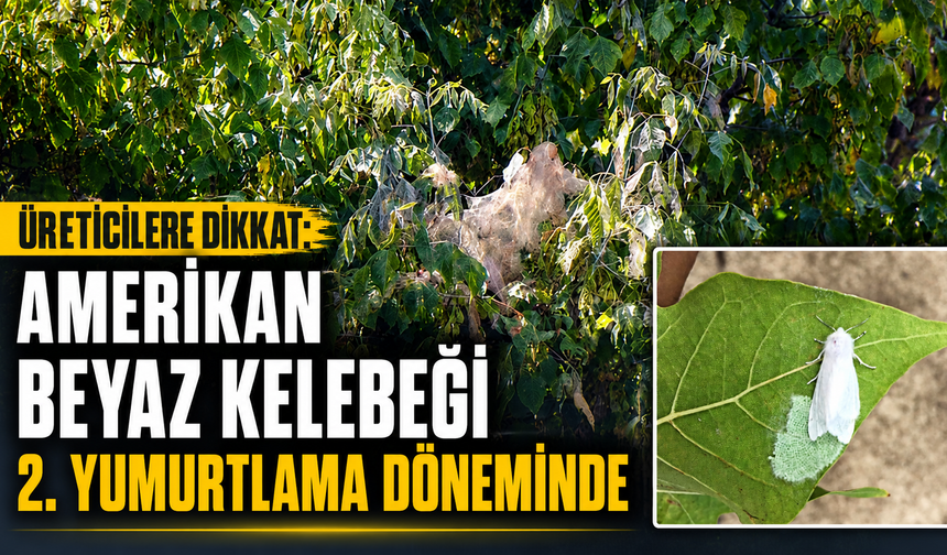 Üreticiler Dikkat: Amerikan Beyaz Kelebeği İkinci Yumurtlama Döneminde