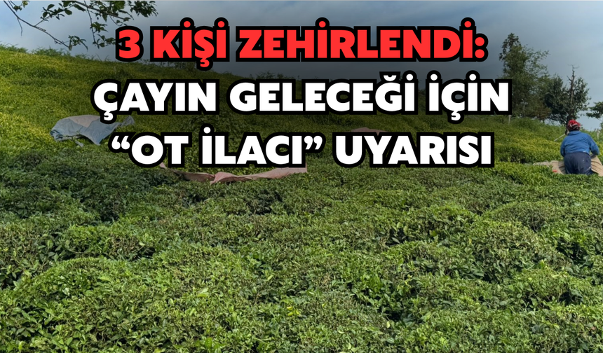 3 Kişi Zehirlendi: Çayın Geleceği İçin "Ot İlacı" Uyarısı