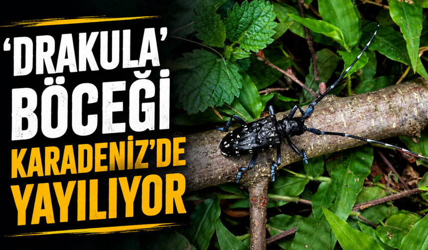 'Drakula' Böceği Karadeniz'de Yayılıyor