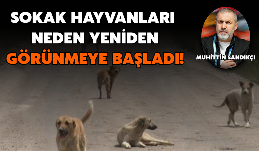 Sokak Hayvanları Neden Yeniden Görünmeye Başladı!