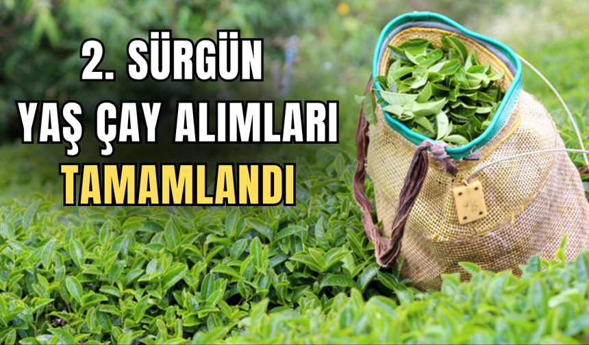 Çaykur İkinci Sürgün Yaş Çay Alımlarını Tamamladı