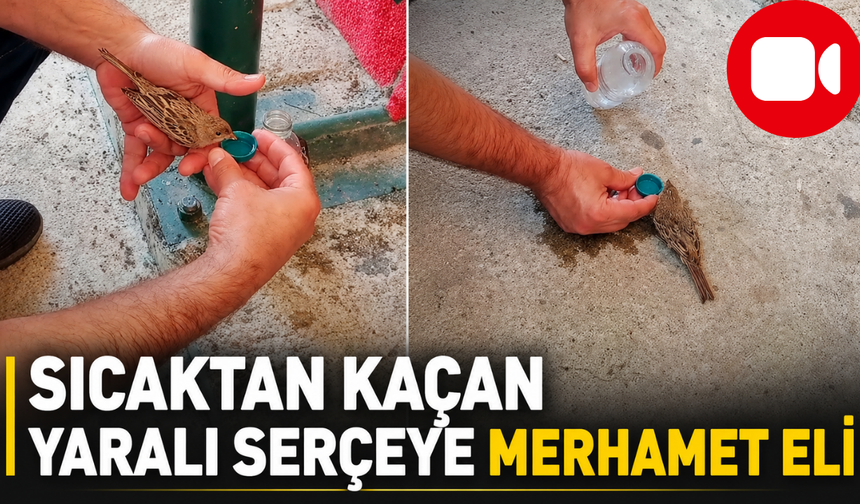 Sıcaktan Kaçan Yaralı Serçeye Merhamet Eli!