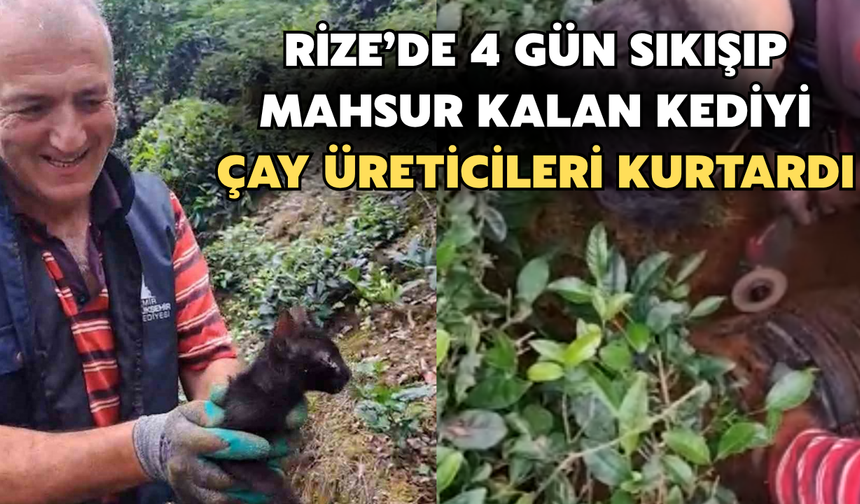 Rize'de Günlerdir Boru İçinde Sıkışan Kediyi Vatandaş Kurtardı