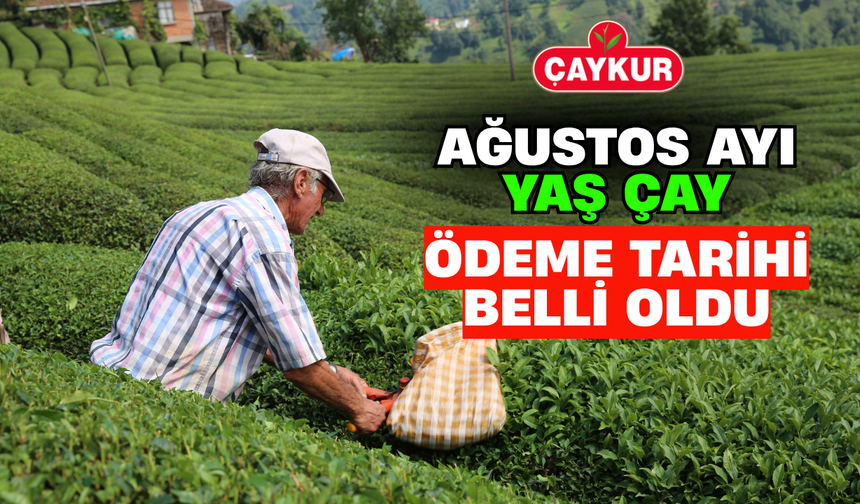 Çaykur Ağustos Ayı Yaş Çay Ödeme Tarihi Belli Oldu