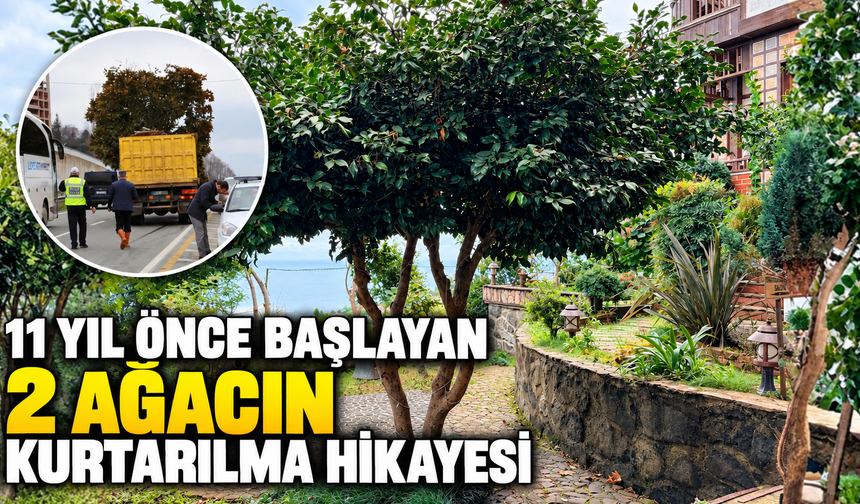 11 Yıl Önceki 2 Ağacın Yolculuk Hikayesi