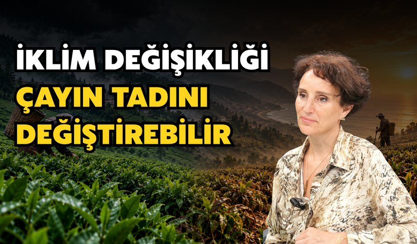 İklim Değişikliği Çayın Tadını Değiştirebilir