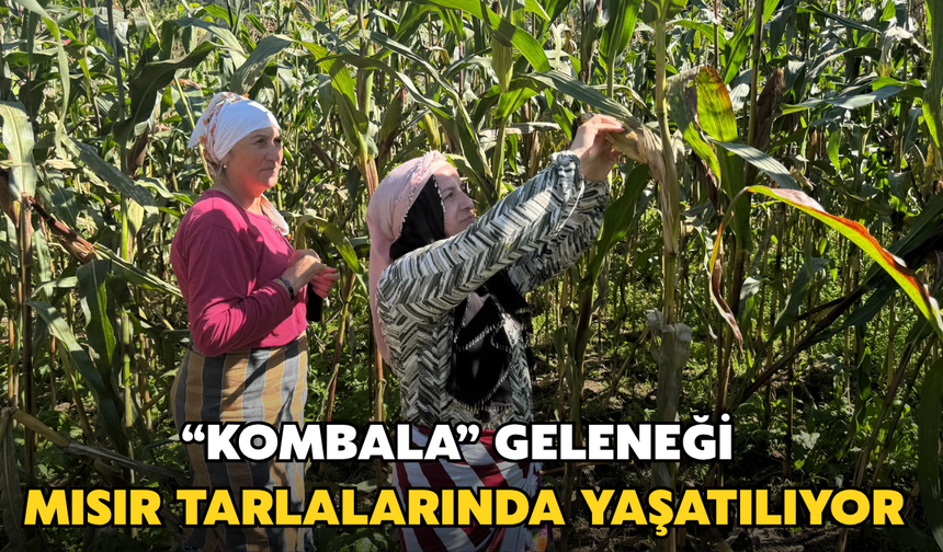 “Kombala” Geleneği Mısır Tarlalarında Yaşatılıyor