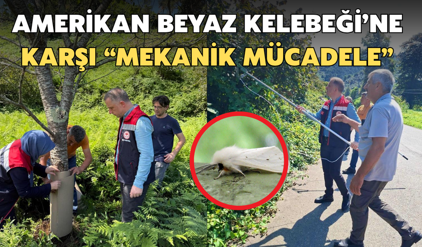 Amerikan Beyaz Kelebeği'ne Karşı Mekanik Mücadele