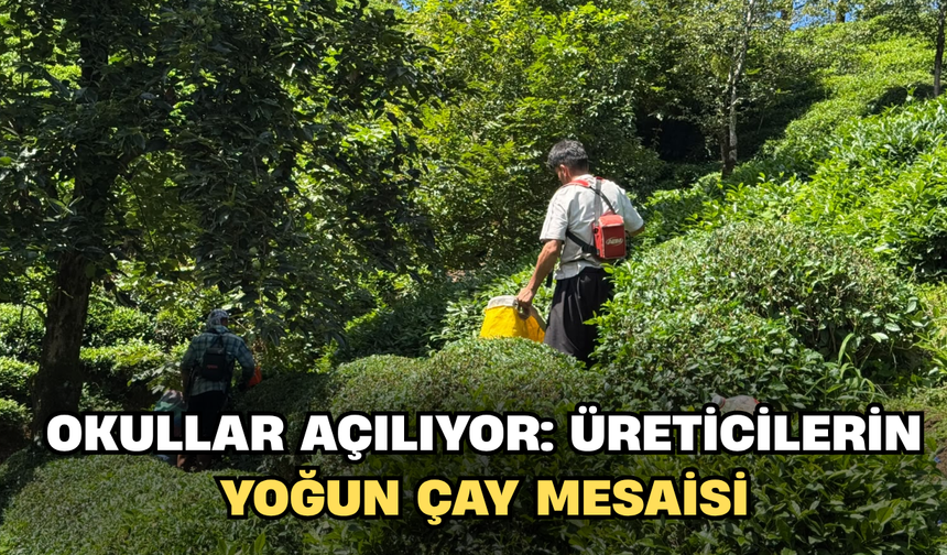 Okullar açılıyor: Üreticilerin Yoğun Çay Mesaisi