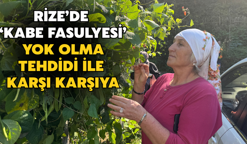 Rize’de Kabe Fasulyesi Olarak Biliniyor: Yok Olma Tehdidi İle Karşı Karşıya