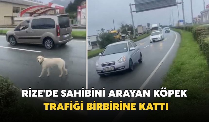 Rize'de Sahibini Arayan Köpek Trafiği Birbirine Kattı