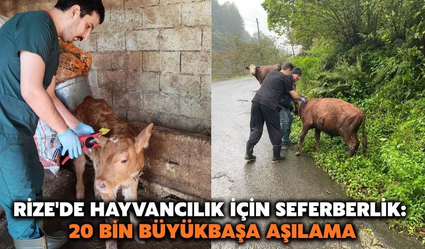 Rize'de 20 Bin Büyükbaş Hayvan Aşılanıyor, 6 Bin 500 Buzağı Kayıt Altına Alınıyor
