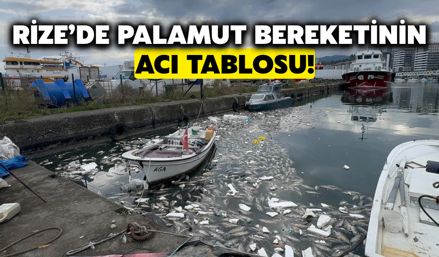 Rize'de Palamut Bereketi Çevre Felaketine Dönüştü!