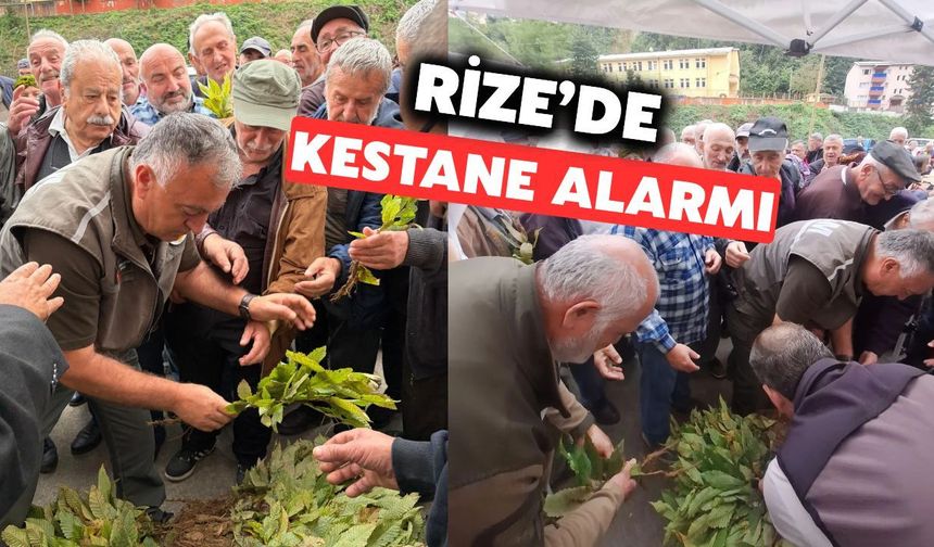 Rize’de Kestane Alarmı: Kuruyan Ağaçlar İçin Harekete Geçildi