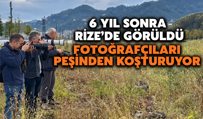 6 Yıl Sonra Rize'de Görüldü: Fotoğrafçıları Peşinden Koşturuyor