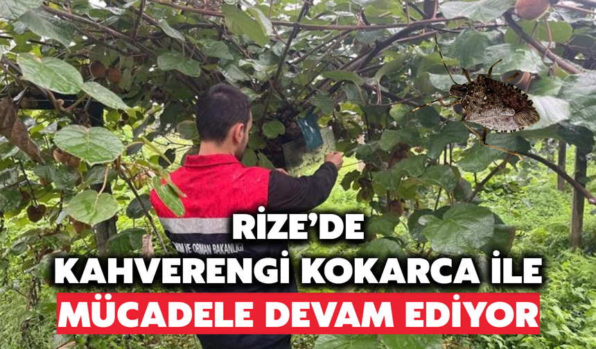 Rize'de Kahverengi Kokarca İle Mücadele Devam Ediyor