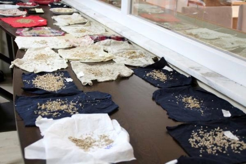 Fındıklı'da Ata Tohumları Toprakla Buluşturuluyor