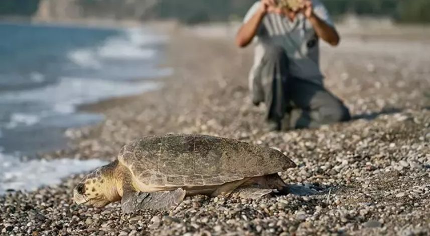 153 Bin Yavru Caretta Caretta Denizle Buluştu