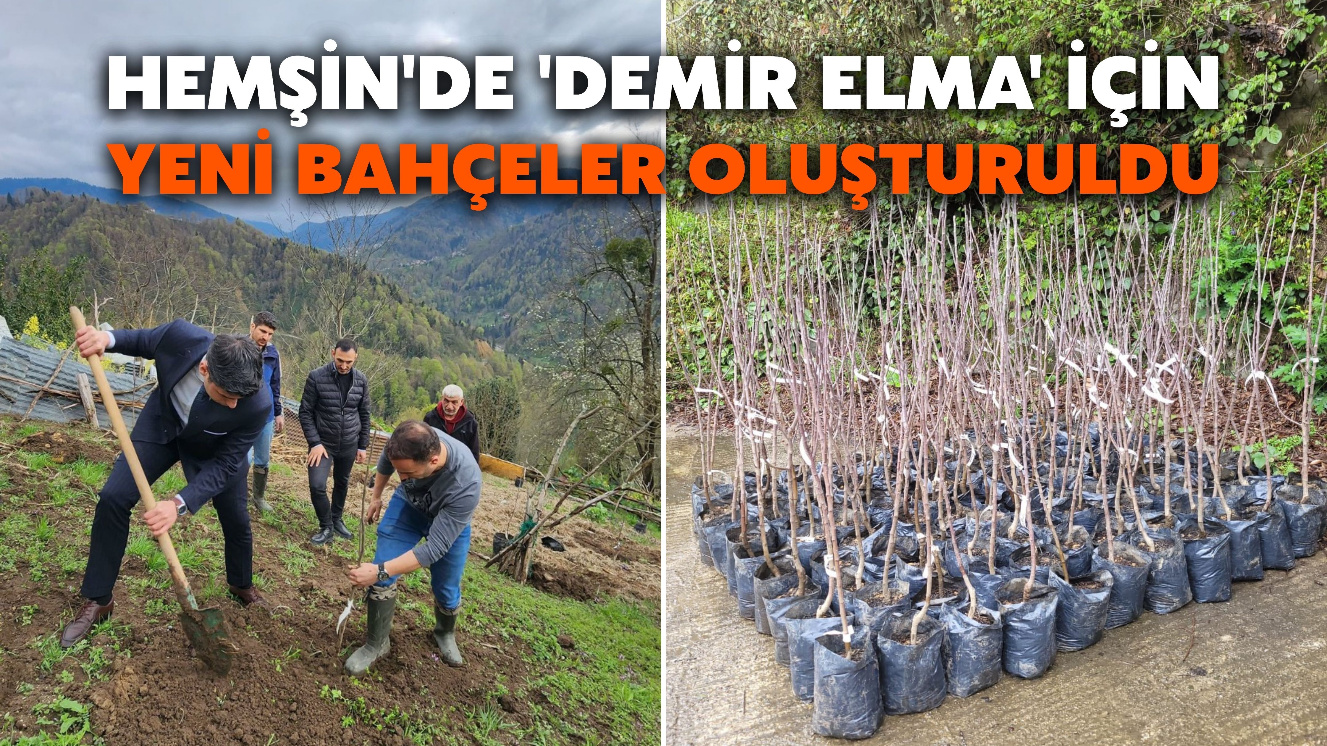 Hemşin'de 'Demir Elma' İçin Yeni Bahçeler Oluşturuldu
