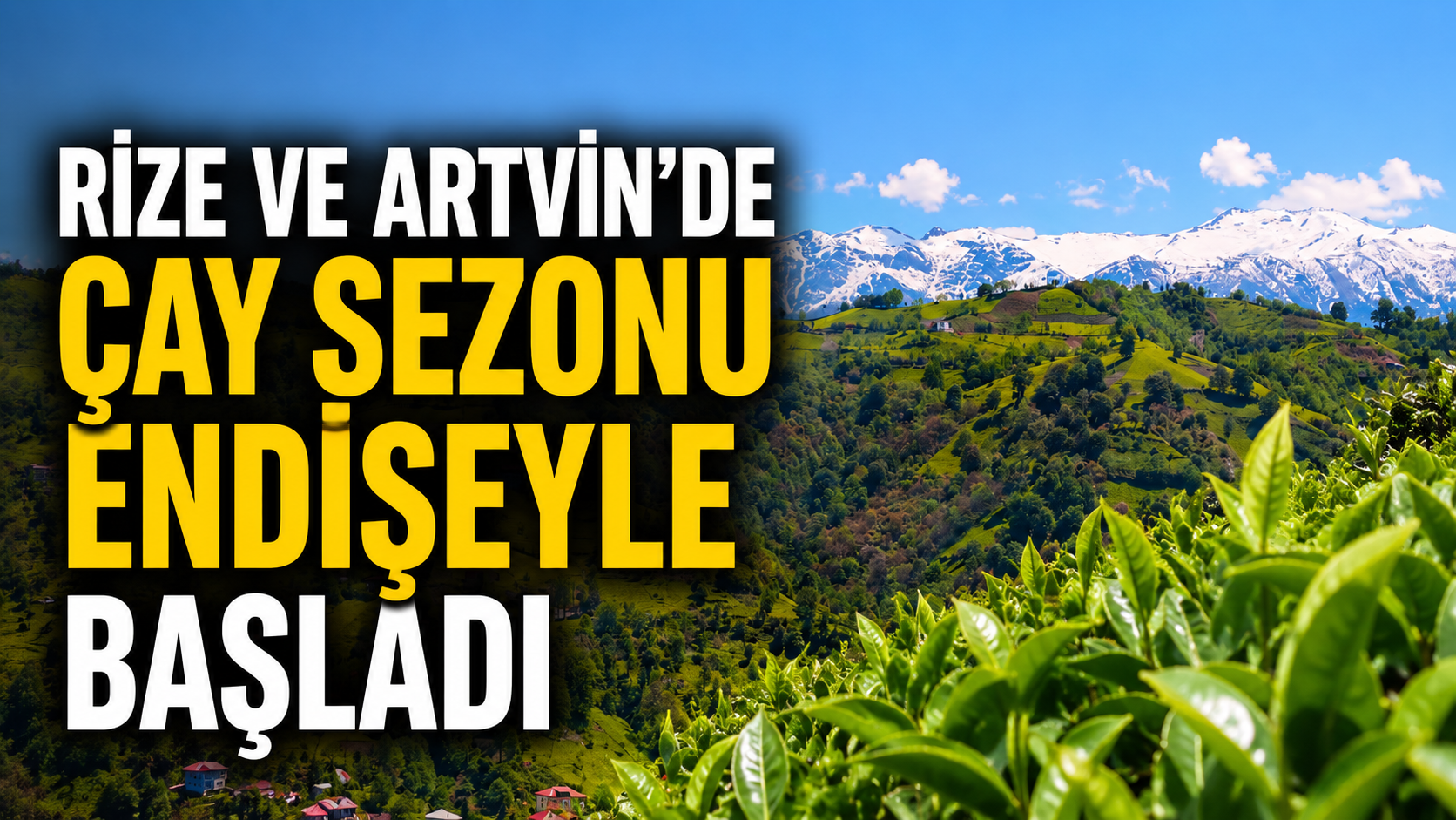 Rize ve Artvin’de Çay Sezonu Endişeyle Başladı - Rizedeyiz: Rize Haber ...